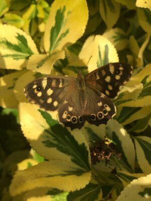 Butterfly Quarterland's garden