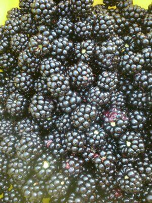 Blackberry harvest Quarterlands Road