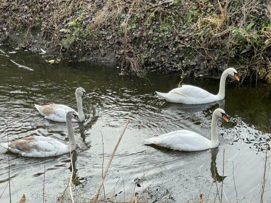 Swans on towpath Drum bridge