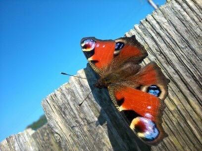 Peacock butterfly, photo credit R McDade