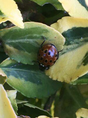 Ladybird Quarterland's garden