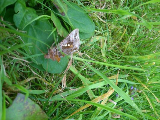 Silver Y moth, Hambleden