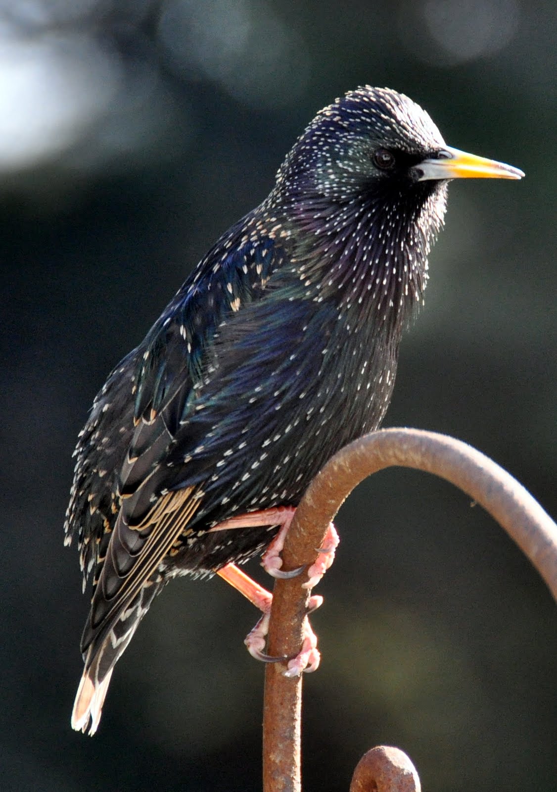 Starling