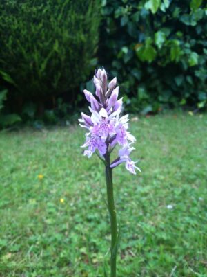 Common orchid, Hambleden Park