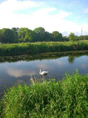 Swan at Lambeg
