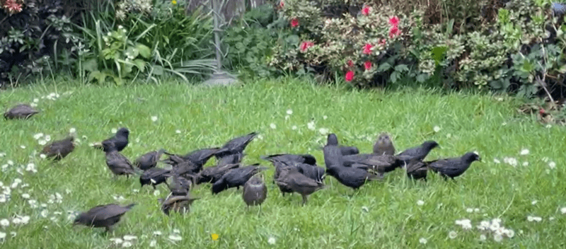 Starlings in Quarterlands Road garden