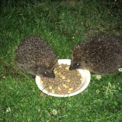 Hedgehogs, Quarterlands Road garden