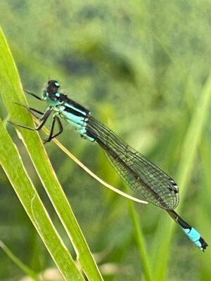 Blue tailed Damselfly Towpath at Drum bridge today