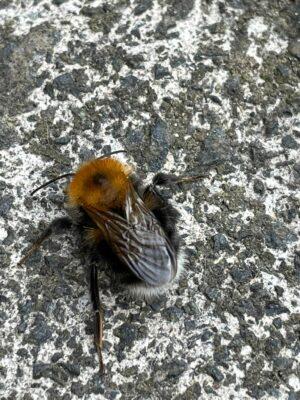 New species Tree Bumble Bee migrating from Europe Quarterlands Garden.. just had it confirmed