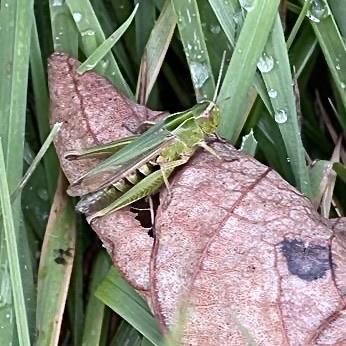 Grasshopper, Quarterlands Road garden