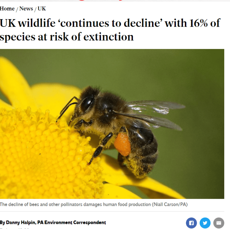 Belfast Telegraph article on wildlife declining in NI Sept 2023