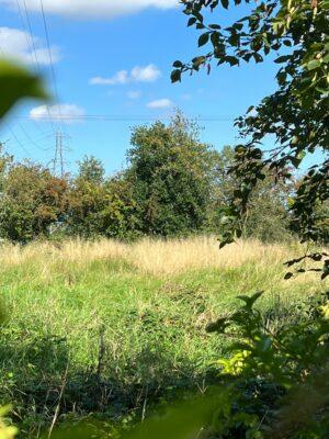 The site and the central Hedgerow