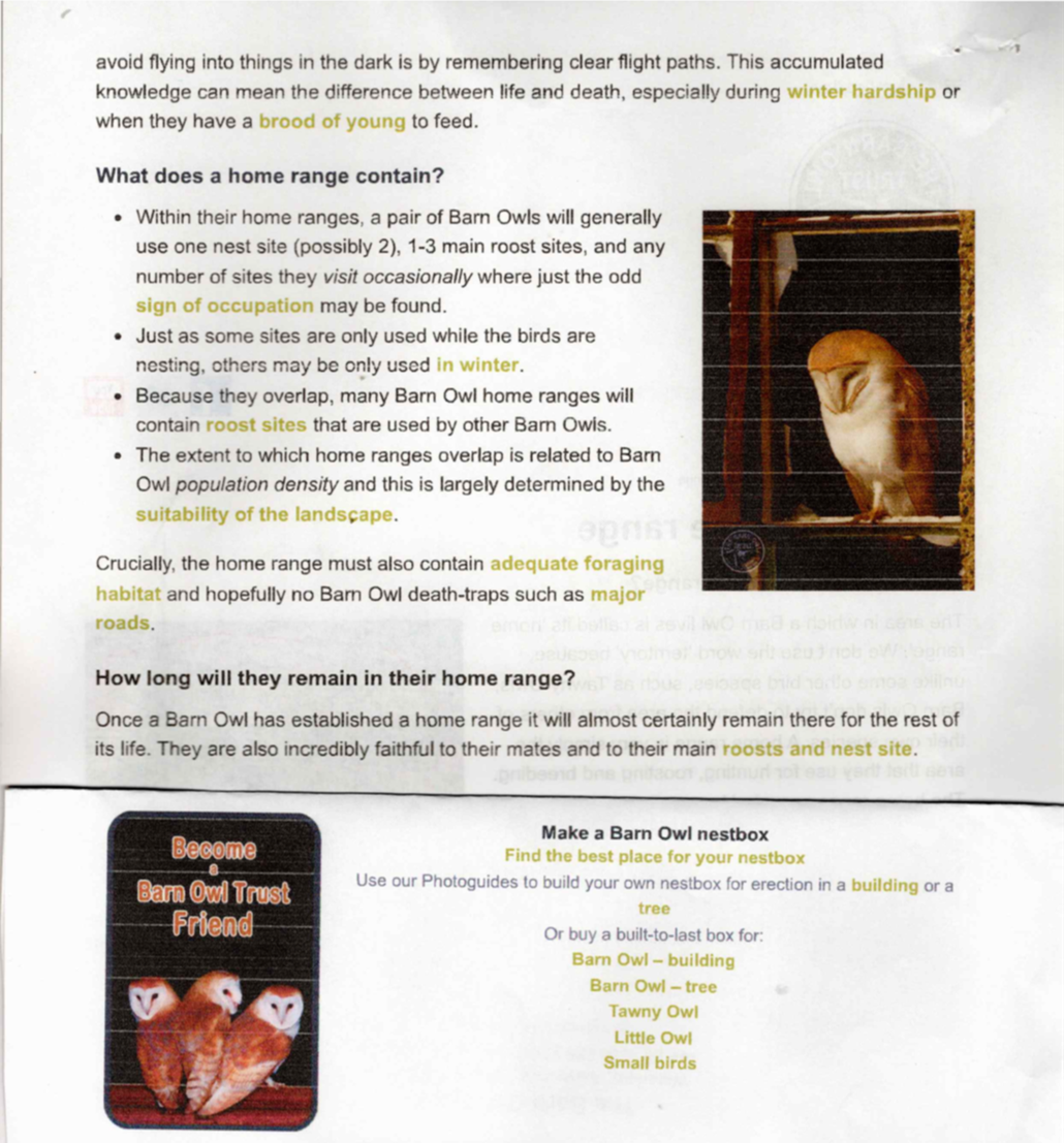 Barn Owls information