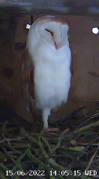 Photo Credit: LNBOG….Lough Neagh Barn Owl Group