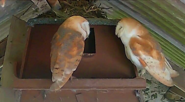 Photo Credit: LNBOG….Lough Neagh Barn Owl Group- two barn owls sitting facing each other in the rafters of a tin roofed shed