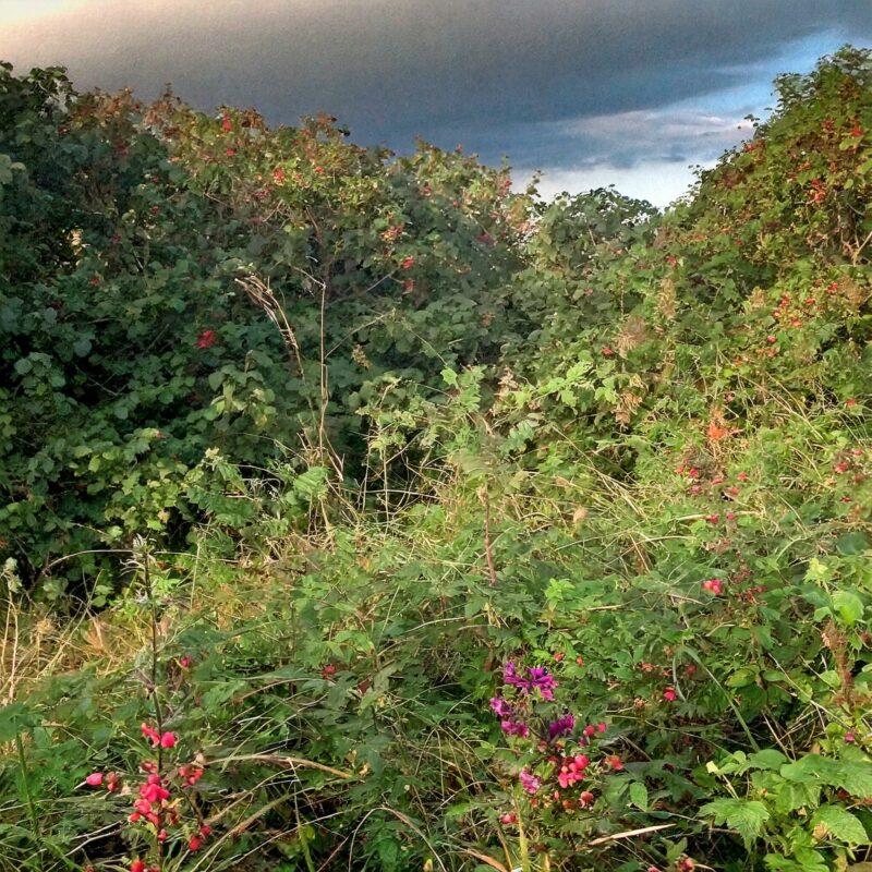 Firefly Image of a lagan valley landscape with dark clouds looming overhead, symbolizing concerns or