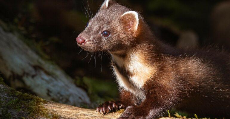 Firefly pine marten on a fallen tree trunk