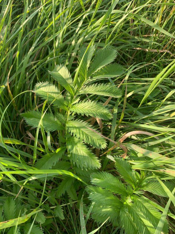 Hedgerow in proposed Quarterlands development site