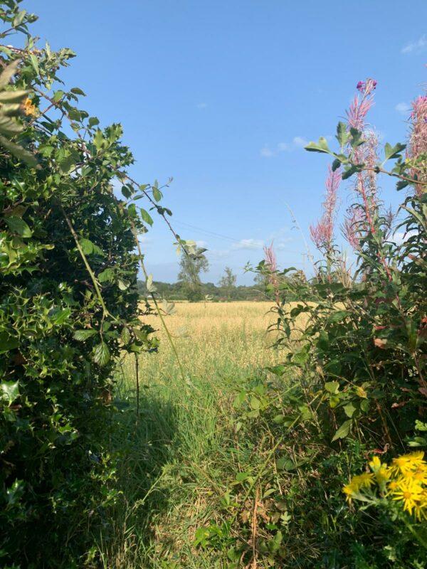 Hedgerow in proposed Quarterlands development site