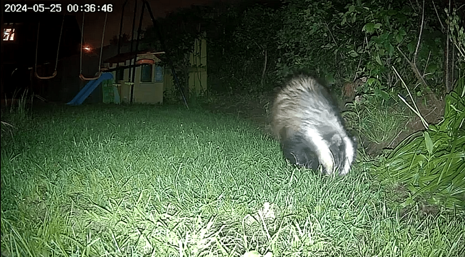 Badger