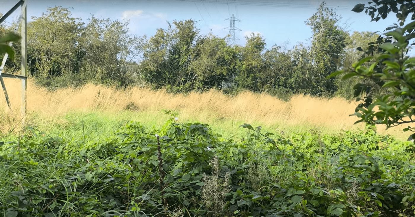 Hawthorn hedge